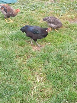 Nasadová vajíčka dvorkový mix - 5