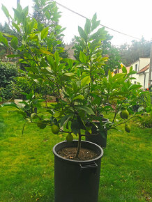 Prodám plodící citroník LUNARIO (č.37) - 5