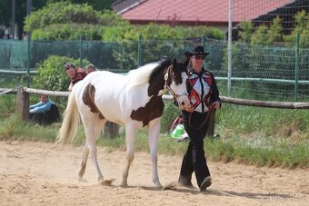 Hřebečci,Valášek American Paint Horse - 5