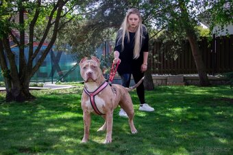 AMERICAN BULLY XL - poslední pejsek - 5