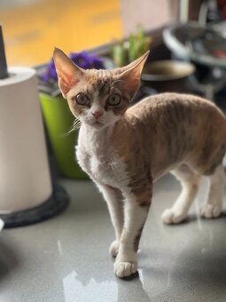 Devon rex koťátka s PP - 5