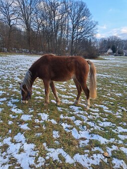Welsh pony B - 5