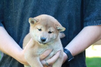 Shiba inu s PP - 5