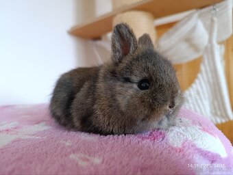 Zakrslí králíčci - mláďata - 5