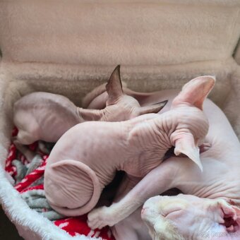 Kanadský sphynx bez PP - 5