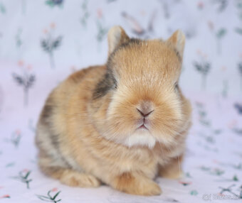 Zakrslý krátkouchý králíček malinká LOT samička - 5