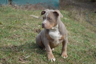 American bully standard ABKC - 5