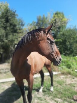 Predam kobylu Anglicky plnokrvnik - 5