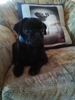 Mops - 5