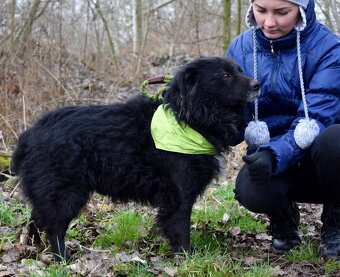 TICEAS K ADOPCI- 3 ROKY,TULÍCÍ ČERTÍK,HODNÝ,KLIDNÝ - 5