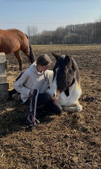 Paint horse naprodej - 5