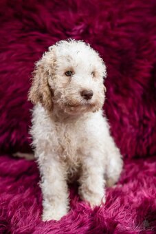 Lagotto romagnolo s PP (italský vodní pes) - 5
