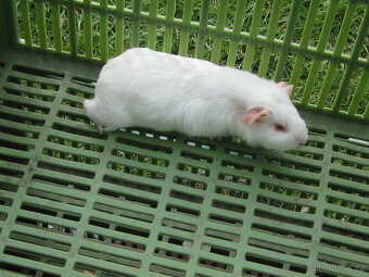 Morčata k chovu a na mazlení - 5