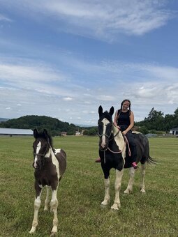 Barock pinto X Welsh Cob - 5