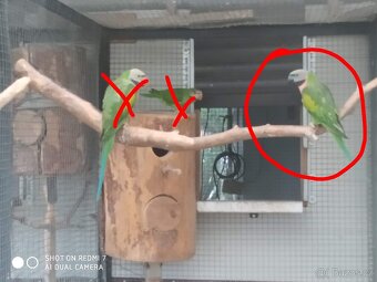 Amazoňan vinorudy - 5