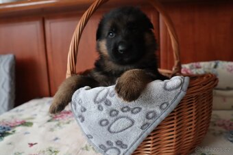 NĚMECKÝ OVČÁK S PP - 5