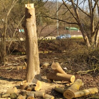 Kmen Višen či kousky pro kutily + ořech - 5