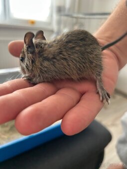 Osmak degu - 5