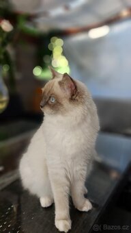 Ragdoll koťata - 5