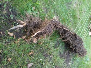 Bambus poslední velký trs, Phyllostachys bissetii, Praha 9 - 5