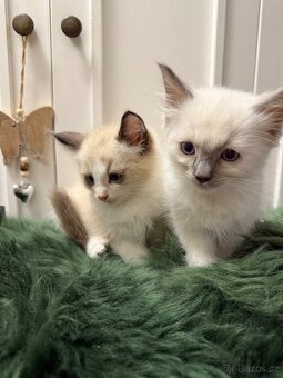 Ragdoll - 5