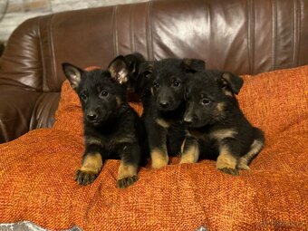 Německý ovčák s PP IKC - 5