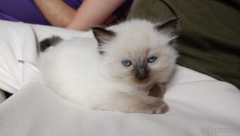 Koťátka Ragdoll - vánoční překvapení - již rezervována - 5