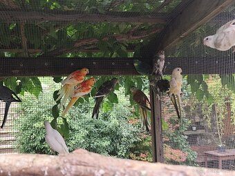 Papoušek zpěvavý - 5