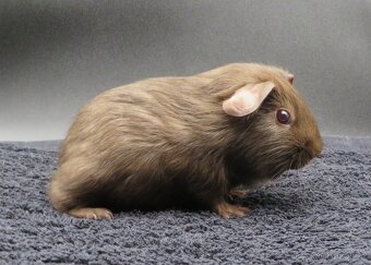 Morče, morčátko s PP (samičky, samečci) - 5