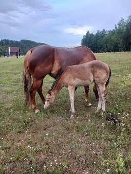 Prodám Qh valacha - 5