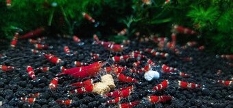 Krevetky Neocaridina a Caridina - 5