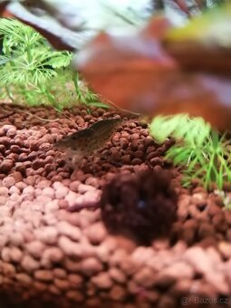 Krásné rybičky a krevetky rychlé vyzvednutí sleva - 5