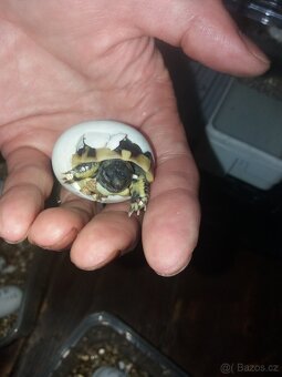 Želva zelenavá mláďata - 5
