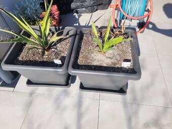 Yucca Carnerosana + Yucca Faxoniana včetně květináčů - 5