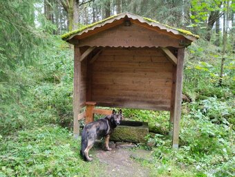 Německý ovčák s PP - 5