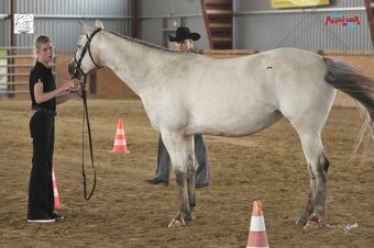 Appaloosa - 5