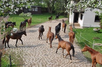 Polokrevník - tři polokrevné kobyly - 5