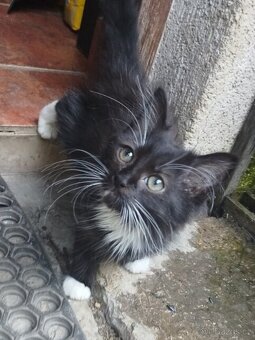 Ragdoll/AngoraX Ragdoll - 5