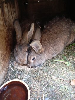 Prodám letošní mladé samice a samce na chov. - 5