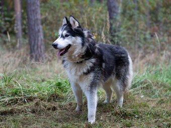 GYMY K ADOPCI - přátelský parťák - 5