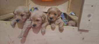 Zlaty retriver - odvěr k Vanocun - 5