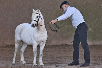 Welsh mountain pony, sekce A - 5