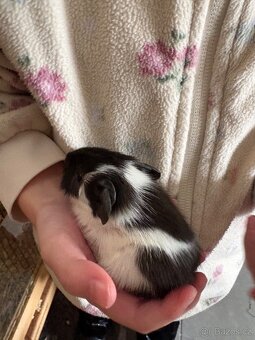 Prodám morčata - kluci - 5