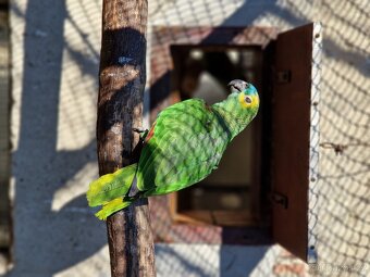 Amazoňan modročelý - 5