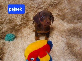 Jezevčík hladkosrstý trpasličí - 5