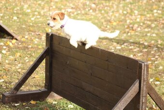 Jack Russell teriér s PP - 5
