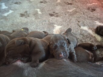 Labradorský retrívr čokoládová štěňata s PP - 5