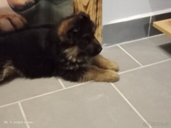 Německý ovčák štěňata - 5