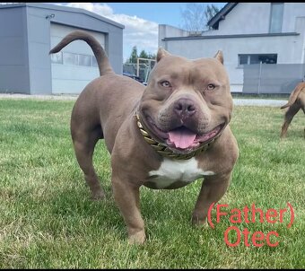American Bully Pocket - 5