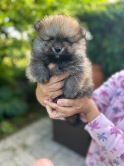 Štěňata Pomeranian - 5